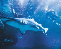 aqwa swimming with sharks dad present2